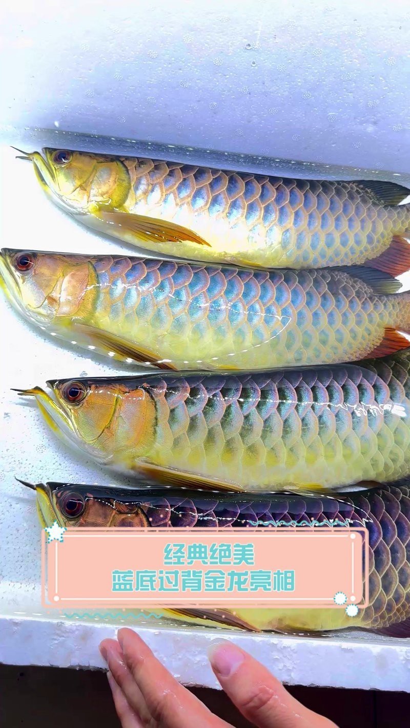 古典藍底過背金龍魚圖片欣賞，古典藍底過背金龍魚