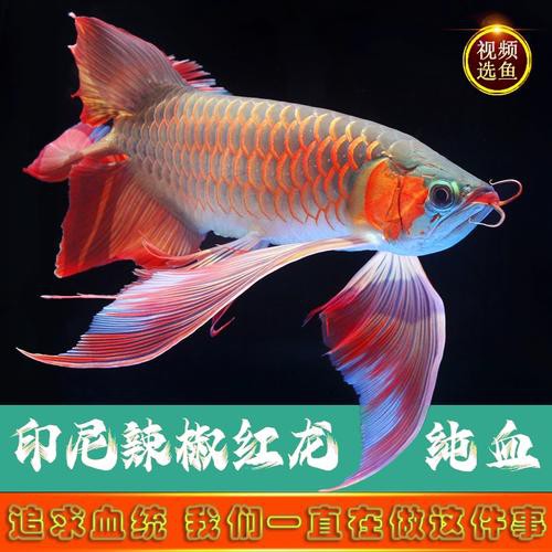 古典藍底過背金龍魚圖片欣賞，古典藍底過背金龍魚