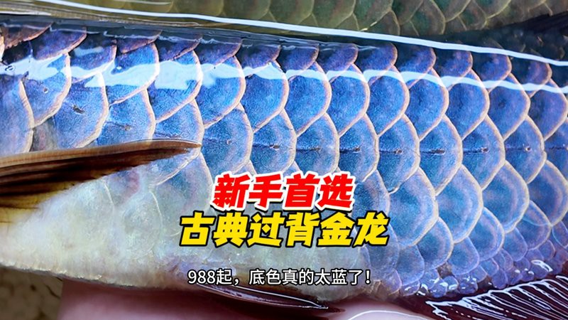 古典藍底過背金龍適合新手嗎？，古典藍底過背金龍是否適合新手？