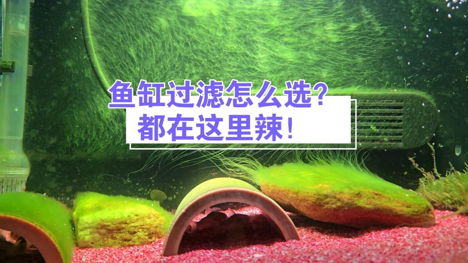 目前魚缸最好的過濾方式，《目前魚缸最好的過濾方式》