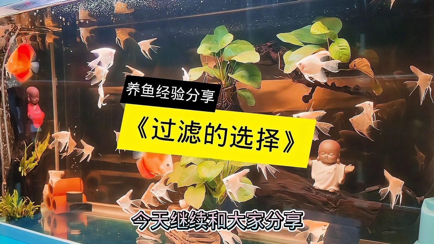 目前魚缸最好的過濾方式，《目前魚缸最好的過濾方式》