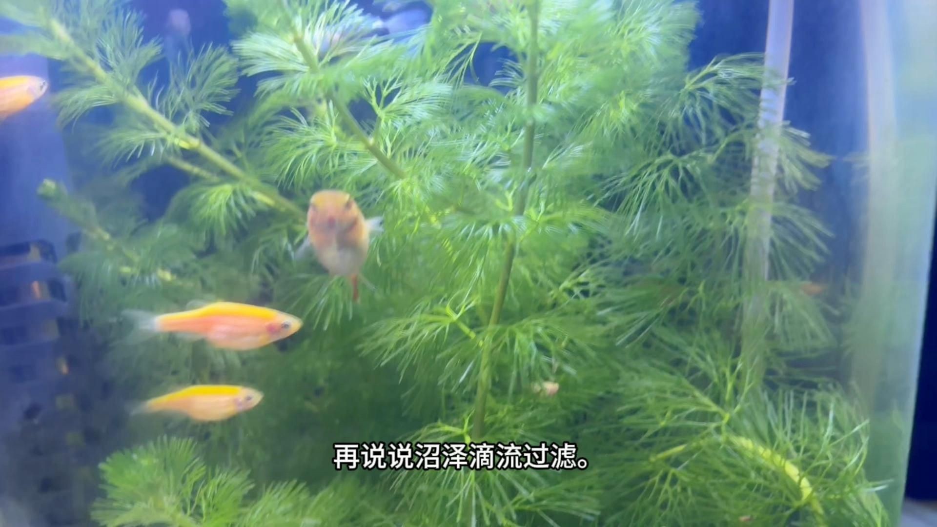 目前魚缸最好的過濾方式，《目前魚缸最好的過濾方式》