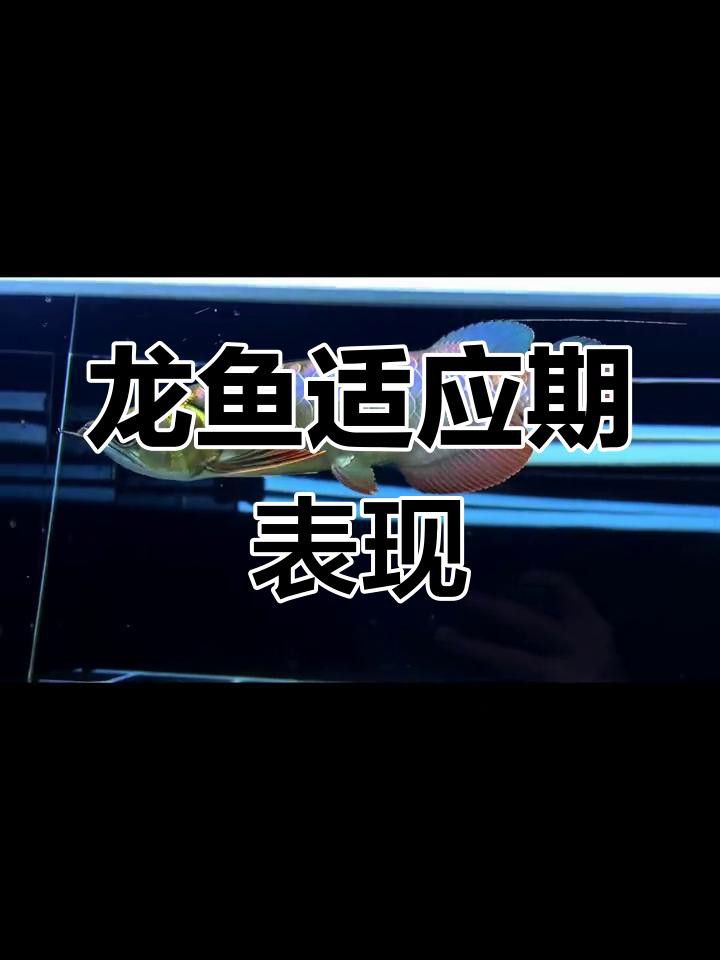 如何判斷龍魚是否適應當前環境？，如何判斷龍魚是否適應新環境