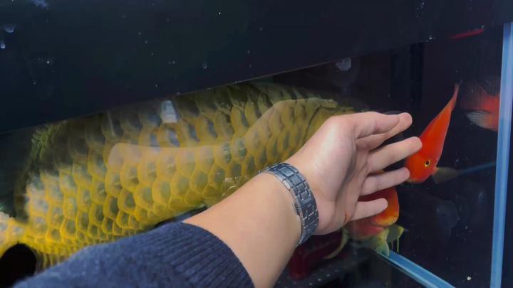 古典金龍七鰭的尺寸如何影響價(jià)格？，古典金龍七鰭噴金是什么，古典金龍七鰭尺寸多大才算好？