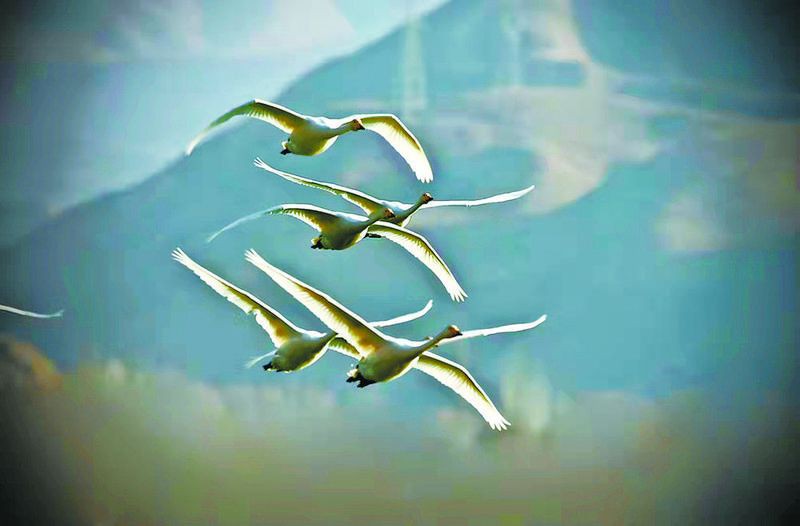 黃南藏族自治州魚缸維護，黃南藏族自治州魚缸生態(tài)維護
