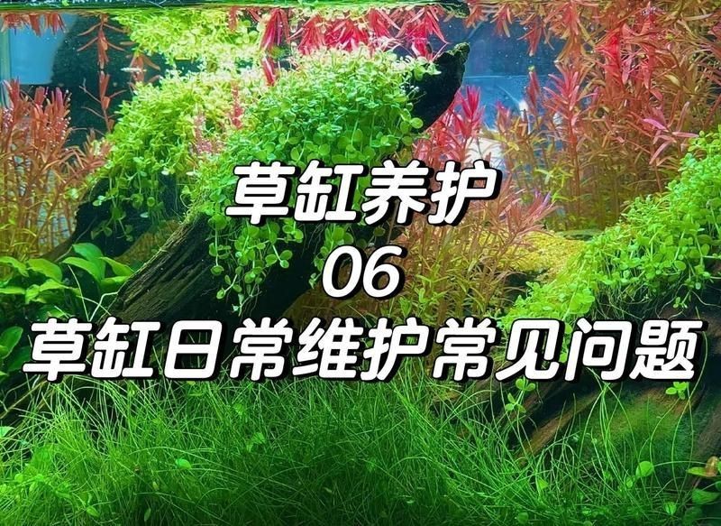 黃南藏族自治州魚缸維護，黃南藏族自治州魚缸生態(tài)維護
