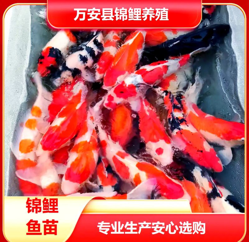 天元水族店，天元區雅軒水族館