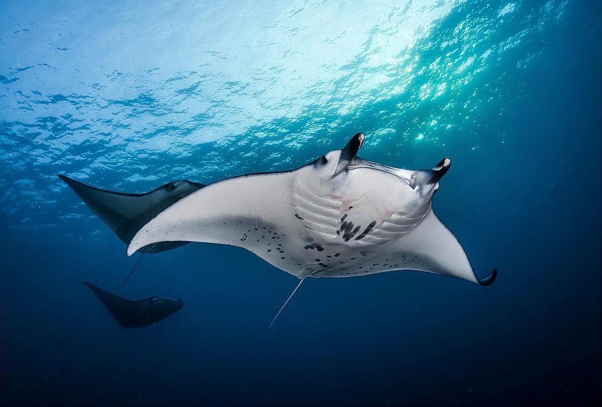 魔鬼魚是魟魚還是鰩魚，魔鬼魚是什么？