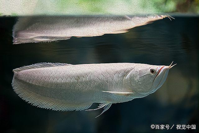如何判斷龍魚蒙眼病的嚴重程度？，養魚老道龍魚蒙眼原因及治療方法全解析龍魚蒙眼病