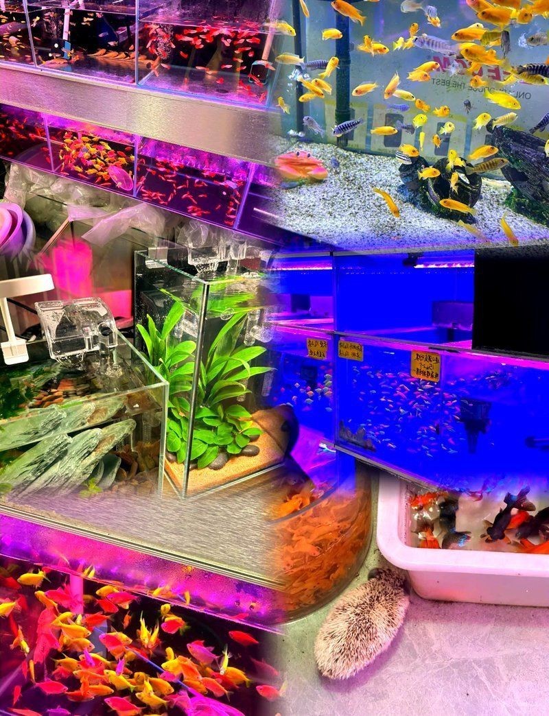 青島魚缸批發市場，加盟星山東魚缸批發市場大揭秘:進貨秘籍,創業路上不容錯過