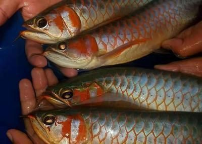 如何挑選可靠的紅龍魚漁場？，如何挑選可靠的紅龍魚漁場