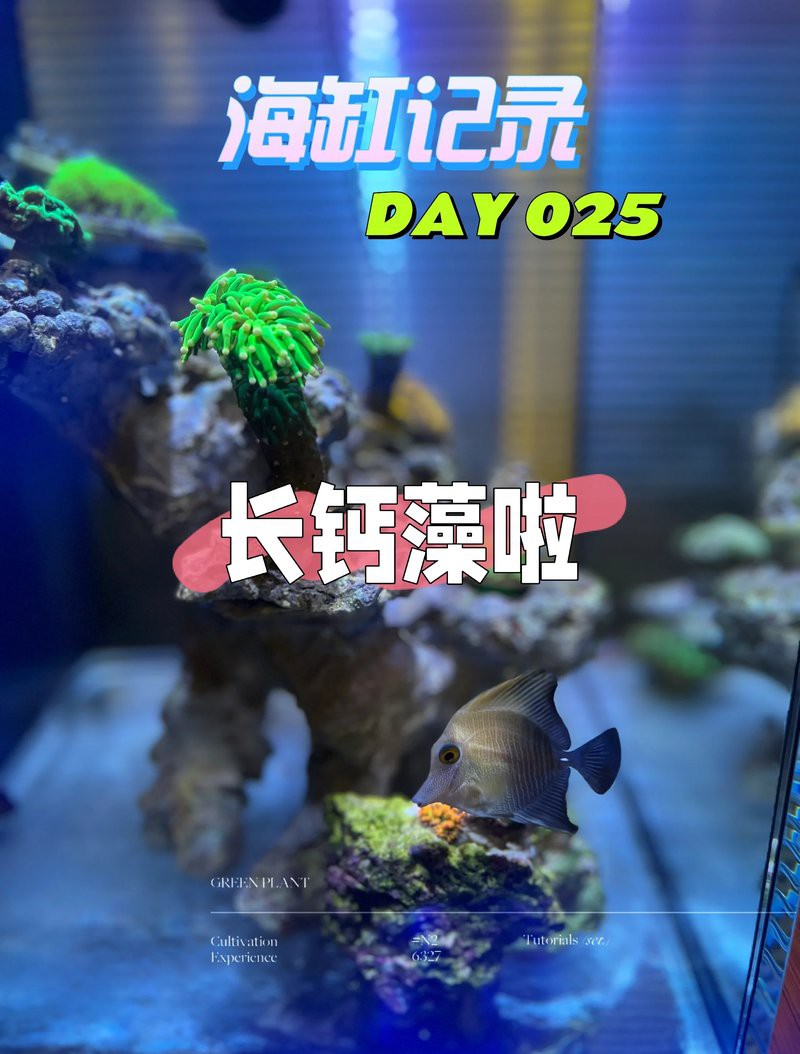 如何建立金龍魚的養(yǎng)護(hù)日志？，寵物那些事兒，金龍魚的養(yǎng)殖技巧有哪些