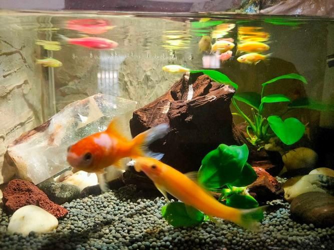 各種魚缸圖片，6種絕美魚缸造景全攻略6種絕美魚缸造景全攻略 各種魚缸圖片，6種絕美魚缸造景全攻略6種絕美魚缸造景全攻略 全國水族館企業名錄 第21張
