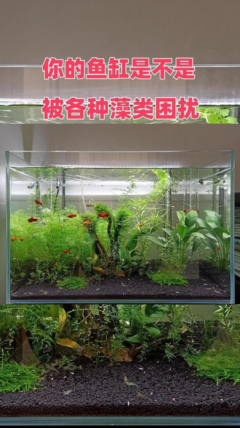 各種魚缸圖片，6種絕美魚缸造景全攻略6種絕美魚缸造景全攻略 各種魚缸圖片，6種絕美魚缸造景全攻略6種絕美魚缸造景全攻略 全國水族館企業名錄 第24張