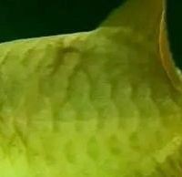 如何模擬雨季環(huán)境刺激龍魚繁殖？，如何模擬雨季環(huán)境以刺激龍魚繁殖這一關鍵問題詳細闡述