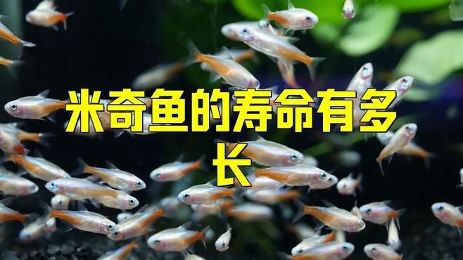 米奇魚壽命一般多久，恣意妄為,米奇魚壽命揭秘:水質與溫度如何決定它的23年黃金期y謝方夫資訊展開
