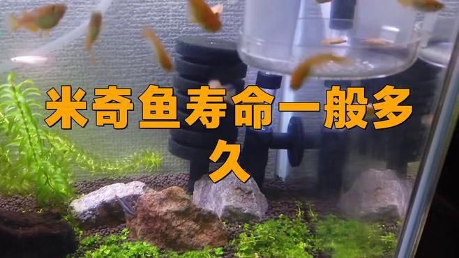 米奇魚壽命一般多久，恣意妄為,米奇魚壽命揭秘:水質與溫度如何決定它的23年黃金期y謝方夫資訊展開
