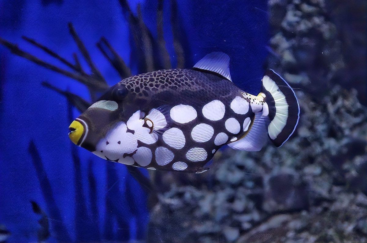 米奇魚壽命一般多久，恣意妄為,米奇魚壽命揭秘:水質與溫度如何決定它的23年黃金期y謝方夫資訊展開