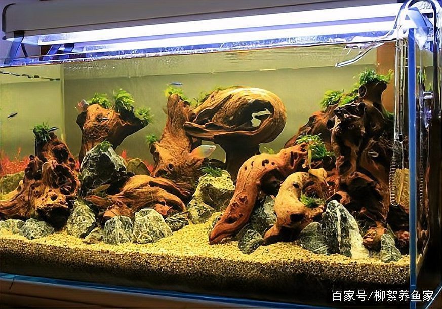 如何判斷沉木是否適合養龍魚？，判斷沉木是否適合養龍魚