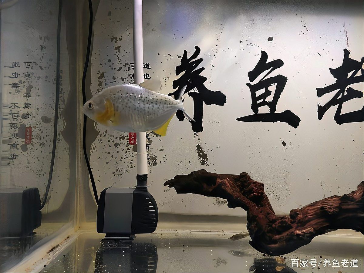 如何判斷沉木是否適合養龍魚？，判斷沉木是否適合養龍魚