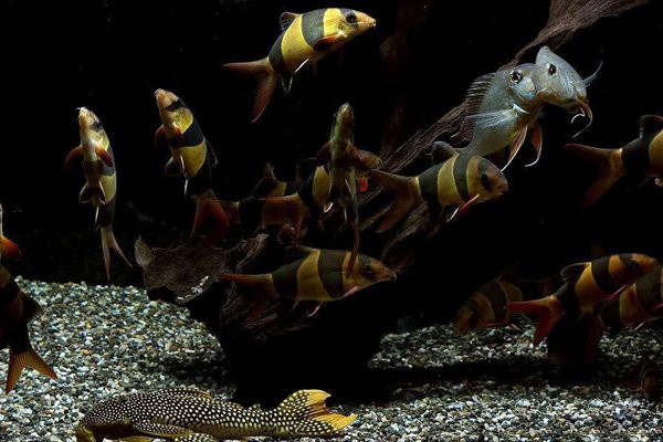 如何判斷沉木是否適合養龍魚？，判斷沉木是否適合養龍魚