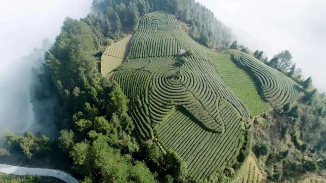保靖龍魚店，保靖有養(yǎng)殖龍魚的嗎