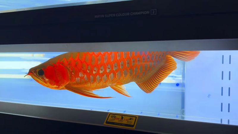 印尼有哪些著名的龍魚漁場？，印尼龍魚產(chǎn)地哪個(gè)最好？