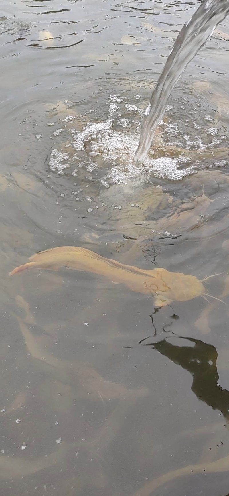 廣東埃及魚哪里能買到，在廣東哪些市場可以買到埃及魚？