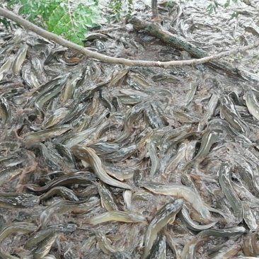 廣東埃及魚哪里能買到，在廣東哪些市場可以買到埃及魚？