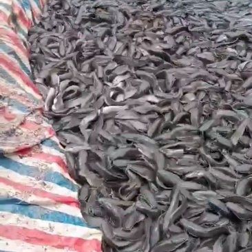 廣東埃及魚哪里能買到，在廣東哪些市場可以買到埃及魚？