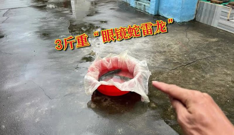 廣東雷龍村是否真實存在？，廣東雷龍村是否存在？ 廣東雷龍村是否真實存在？，廣東雷龍村是否存在？ 龍魚論壇 第3張