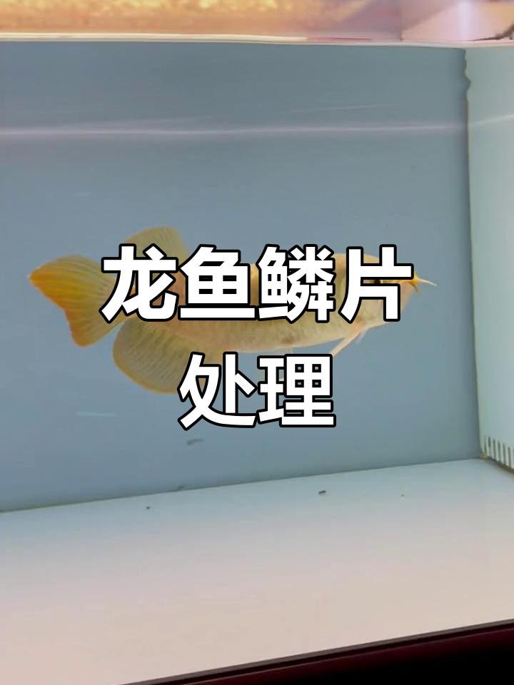 如何判斷龍魚是否需要拔鱗？，《如何判斷龍魚是否需要拔鱗》