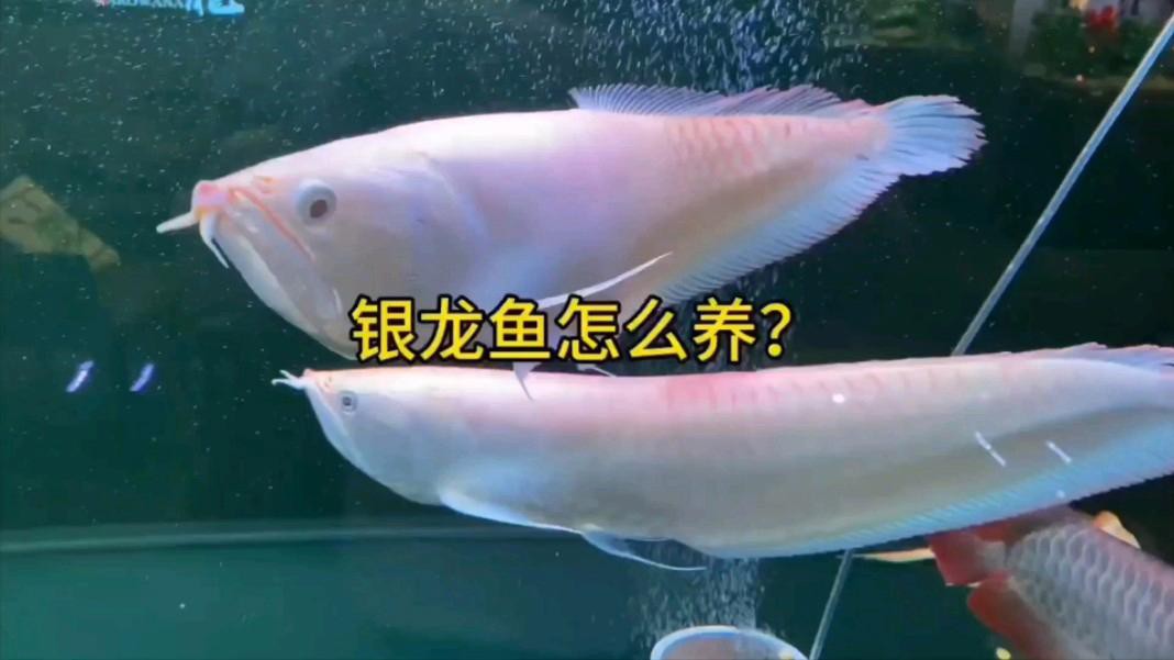 40公分銀龍魚如何飼養？，《40公分銀龍魚如何飼養》40公分銀龍魚如何飼養