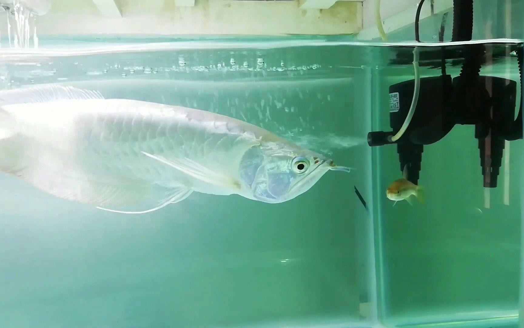 40公分銀龍魚如何飼養？，《40公分銀龍魚如何飼養》40公分銀龍魚如何飼養