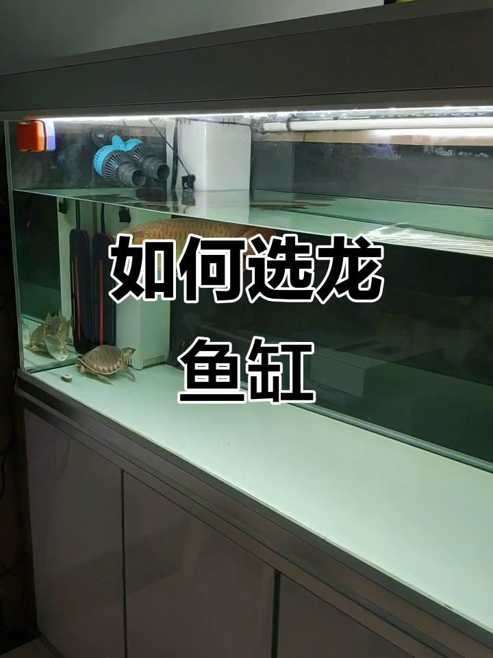 如何選擇適合自己的龍魚缸？，如何選擇適合的龍魚缸