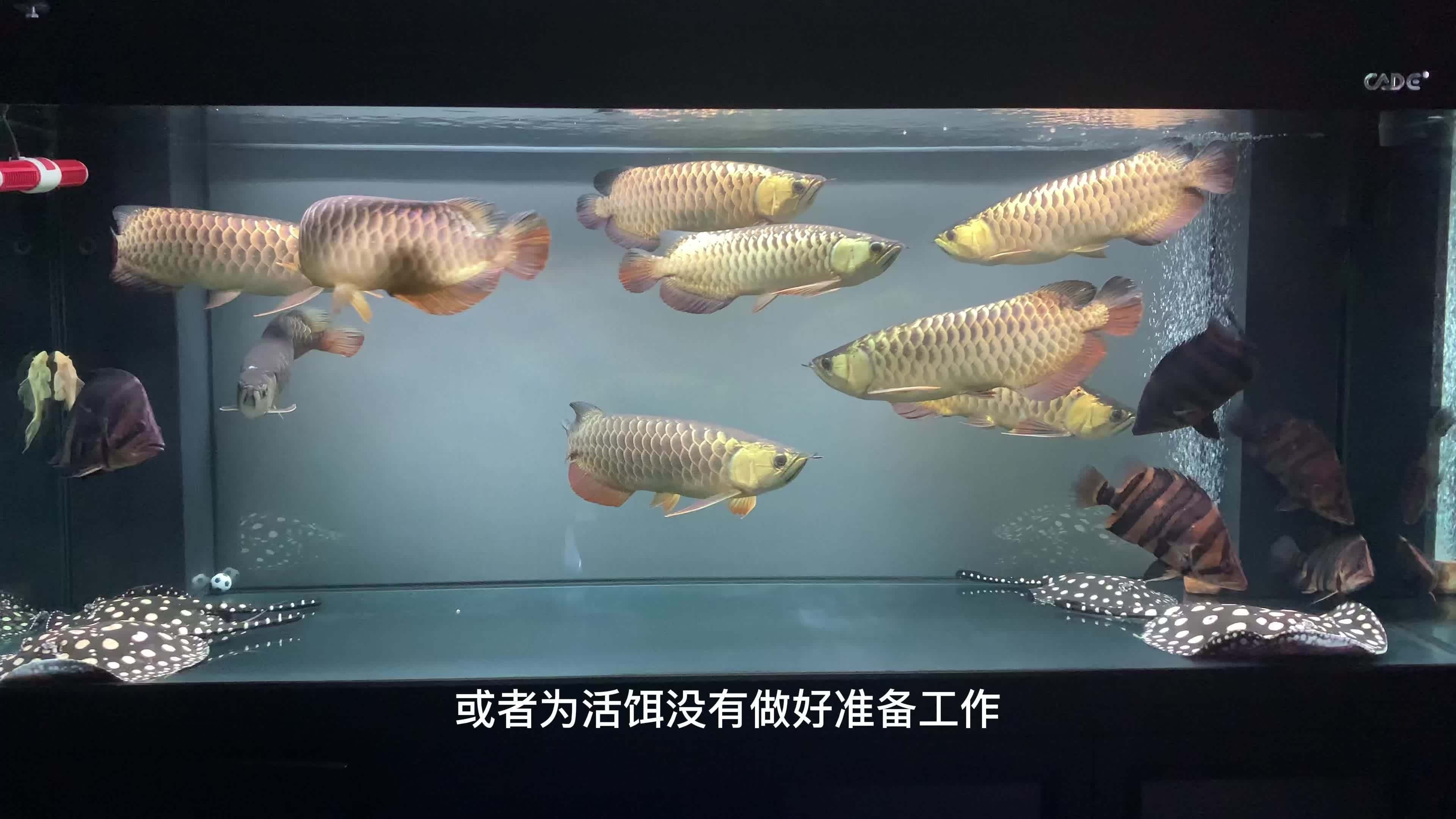 如何判斷龍魚是否脫肛？，如何判斷龍魚是否脫肛