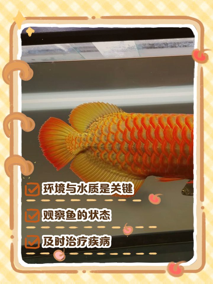 停食期間如何觀察紅龍魚狀態(tài)？，紅龍魚停食期間如何觀察其狀態(tài)變化