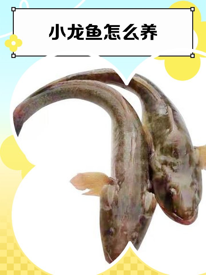 停食期間如何觀察紅龍魚狀態(tài)？，紅龍魚停食期間如何觀察其狀態(tài)變化