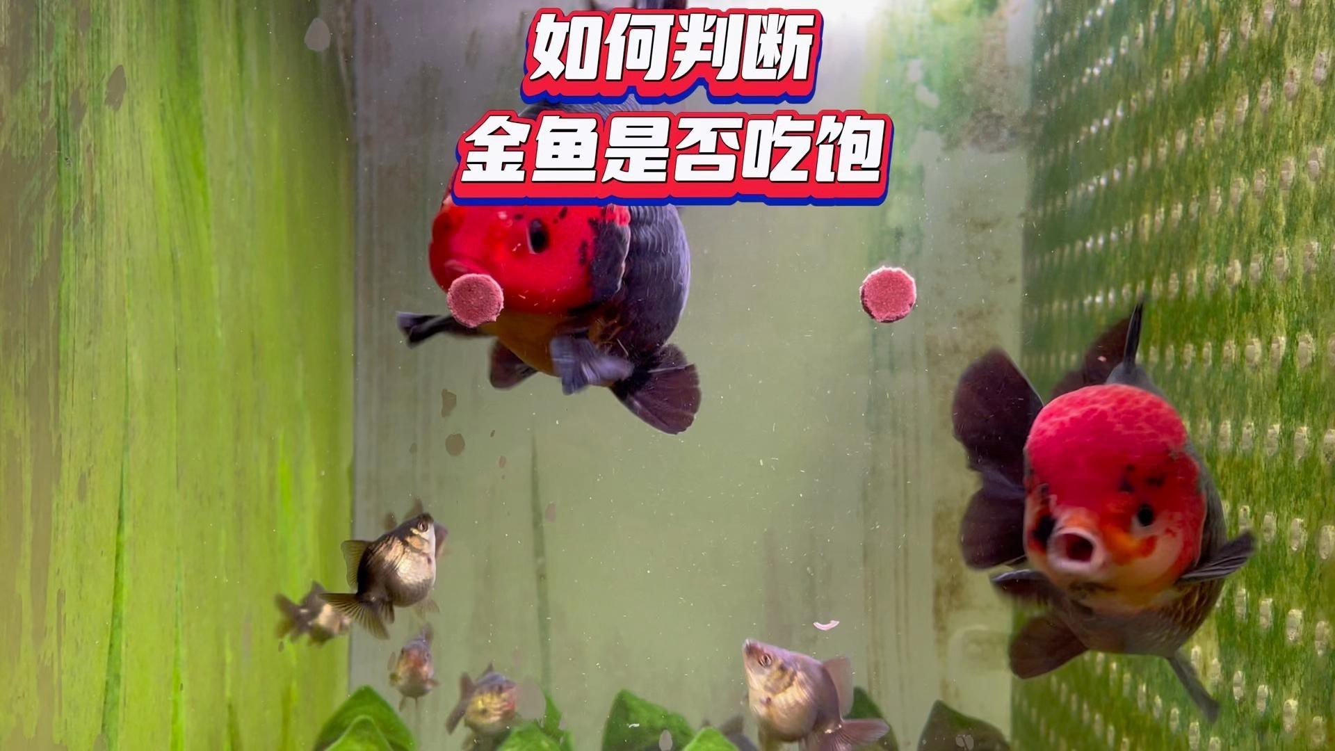 如何判斷紅龍是否吃飽？，如何判斷紅龍是否吃飽這一實用問題