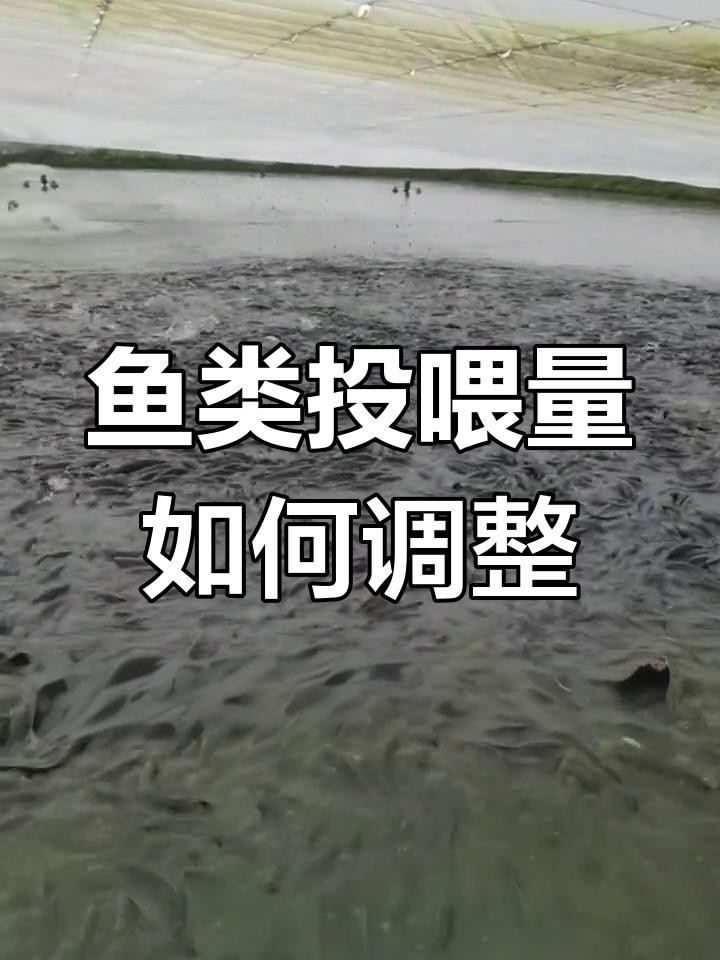 如何判斷紅龍是否吃飽？，如何判斷紅龍是否吃飽這一實用問題