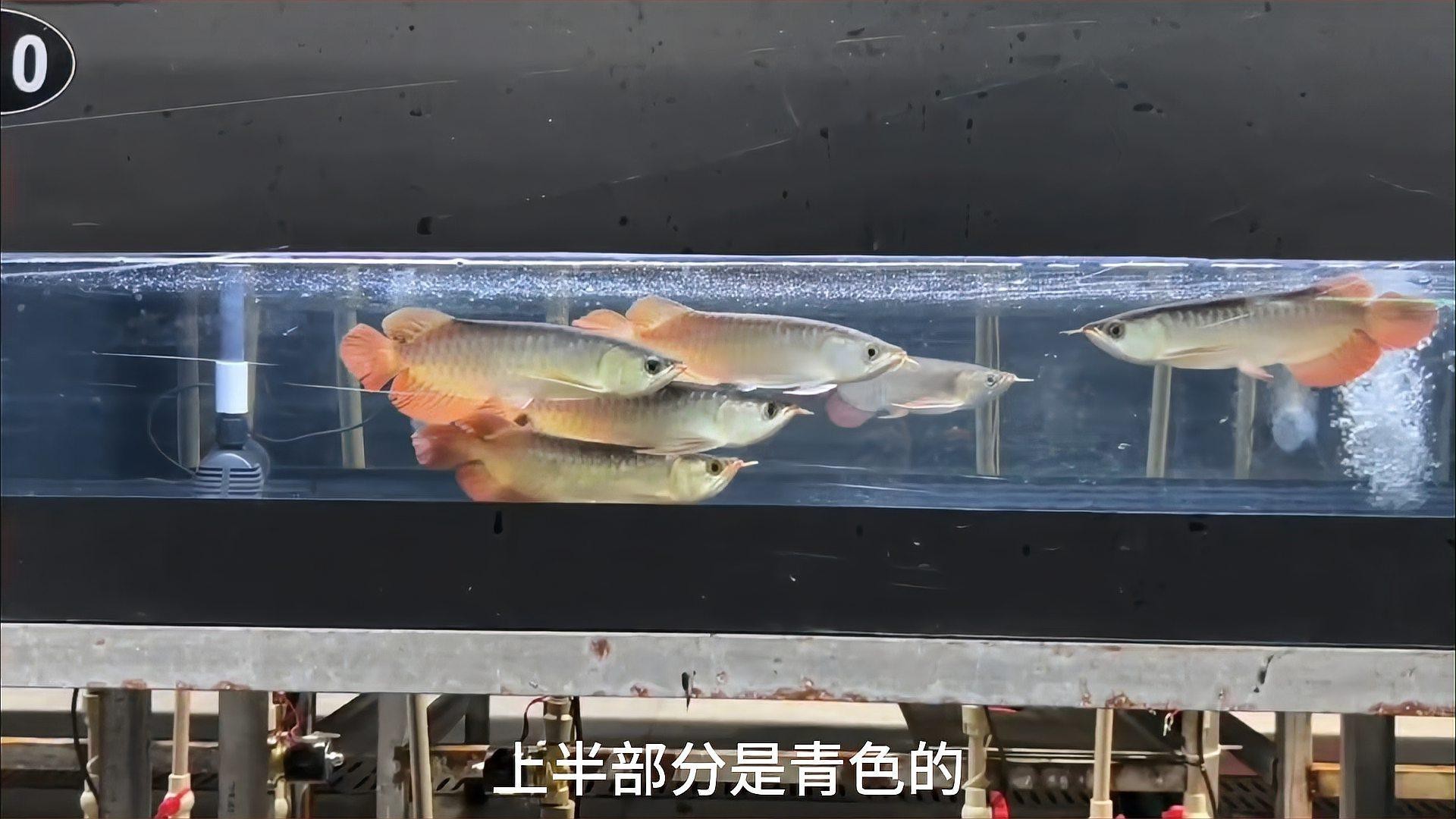 如何判斷紅龍和金龍品質？，如何區分紅龍和金龍