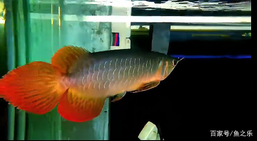 如何促進龍魚后三鰭的發育？，如何促進龍魚后三鰭的發育