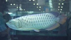 如何促進龍魚后三鰭的發育？，如何促進龍魚后三鰭的發育