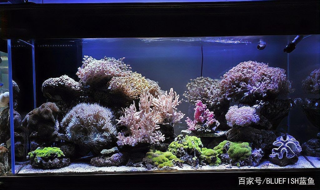 駐馬店魚缸維護，駐馬店地區魚缸維護
