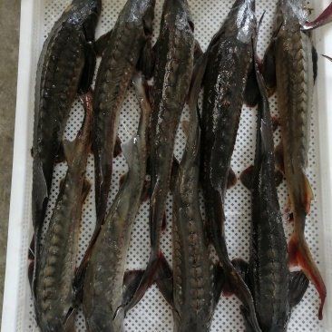 連云港龍魚店，連云港市新浦金龍魚水族館