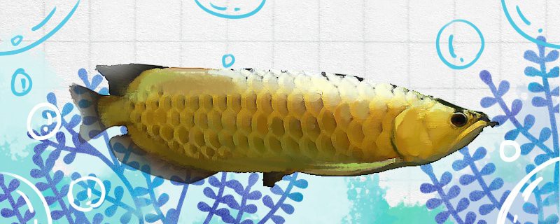 古典過背金龍魚的最佳飼養溫度是多少？，古典過背金龍魚最佳飼養溫度范圍為24至29攝氏度