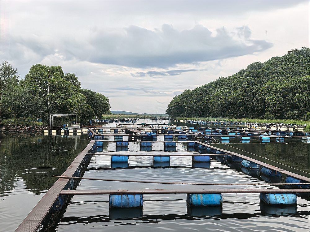 牡丹江魚缸店，牡丹江市魚缸店市場呈現多元化發展態勢