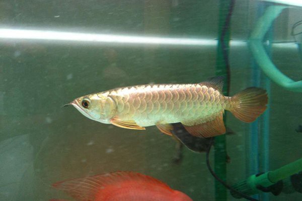 B過金龍魚多久會褪色，b過金龍魚多久會褪色