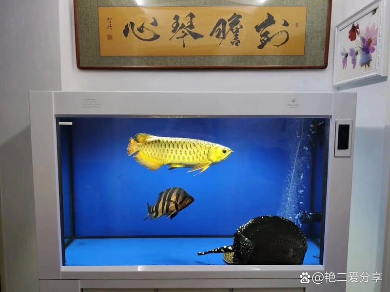 2700K和6700K哪個(gè)更適合紅龍魚？，2700k與6700k色溫對紅龍魚的適配性的探討