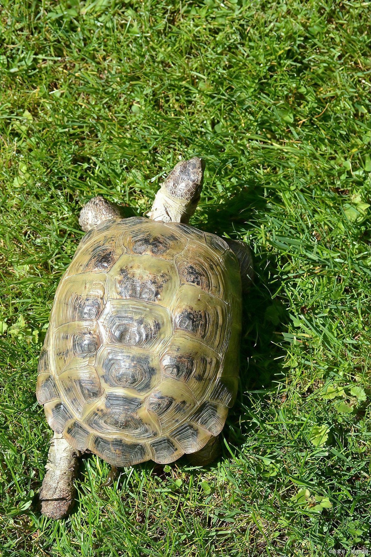 家庭養什么龜最好，《家庭養什么龜最好》家庭養什么龜最好
